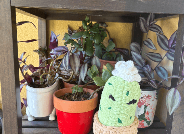 Cactus décoratif