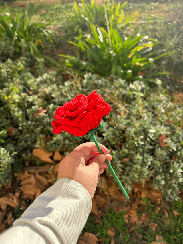 Rose éternelle