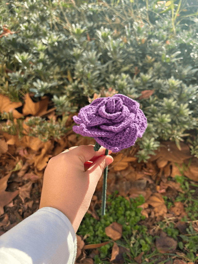 Rose éternelle