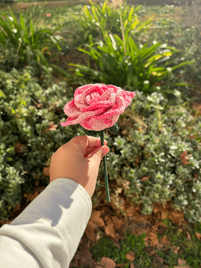 Rose éternelle