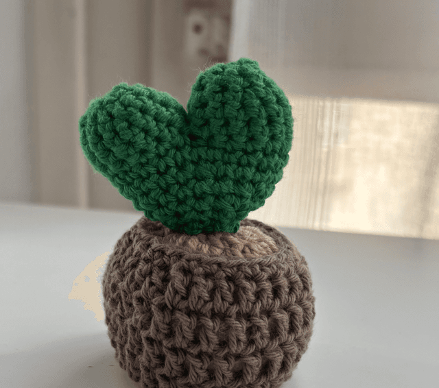 Mini pot cactus