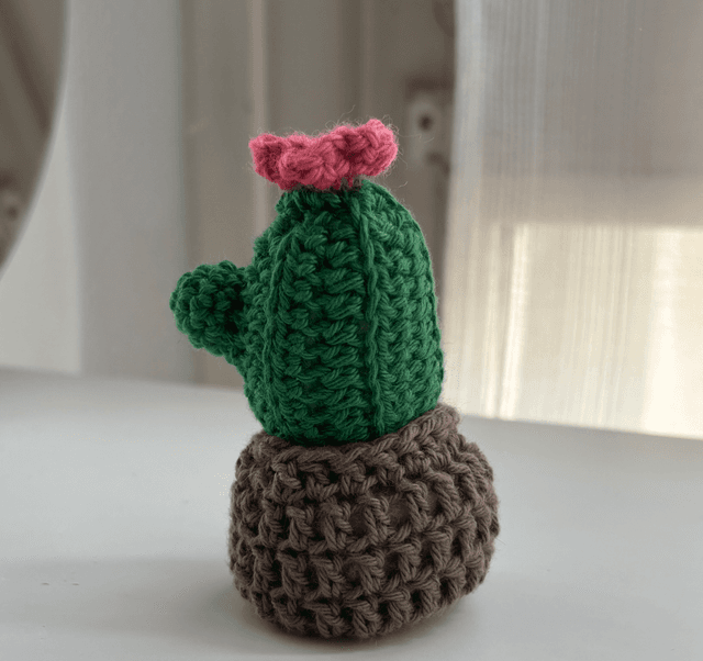 Mini pot cactus